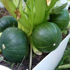 Sementes de Abobrinha de Tronco Tortuga (50g) ISLA - Cultiv.me