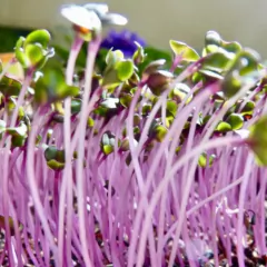 Sementes Brotos Microverdes de Repolho Krishna Super ISLA na internet