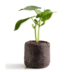 Sementes de Feijão-Vagem Macarrão Trepador (100g) TOPSEED