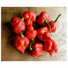 Sementes Pimenta Cowboy [Trinidad Scorpion Vermelha] FELTRIN - Cultiv.me