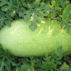 Sementes de Melancia Charleston Gray TOPSEED - comprar online