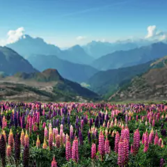 Imagem do Sementes de Lupinos/ Tremoço de Jardim (Sortido) ISLA