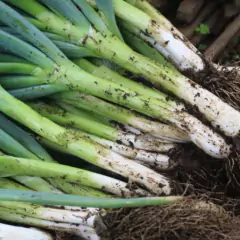 Sementes de Cebolinha (Nebuka Tiunegui) Blueline TOPSEED - loja online