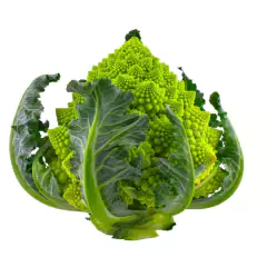 Sementes de Couve-Brócolis Romanesco Ottobrino ISLA na internet