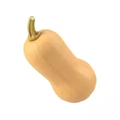 Sementes de Abóbora Butternut ISLA - Cultiv.me