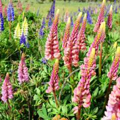 Sementes de Lupinos/ Tremoço de Jardim (Sortido) ISLA - loja online