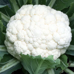 Semente Couve-flor Hibrido Paloma Super ISLA - loja online