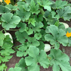 Sementes de Abobrinha Bavette Espaguete (50g) ISLA - comprar online