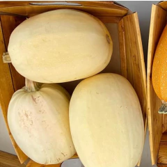 Sementes de Abobrinha Bavette Espaguete Super ISLA - loja online