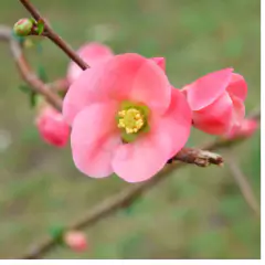 Sementes de Begônia Semperflorens SUPER ISLA - loja online