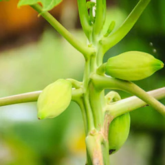 Sementes de Mamão Papaya Hawaii Super ISLA - comprar online