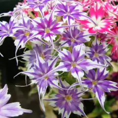 Sementes de Phlox Estrelitsia (Sortida) TOPSEED