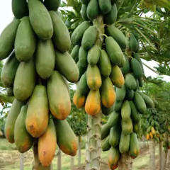 Sementes de Mamão Formosa TOPSEED na internet