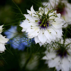 Sementes de Nigela Dedo-de-Dama Dobrada (Sortida) ISLA - loja online