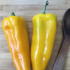 Sementes de Pimenta Hibrida Italiana Tuane (20 Sementes)ISLA - loja online