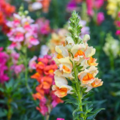 Sementes Antirrhinum Boca-de-Leão Anã (Sortida) ISLA - comprar online