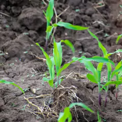 Sementes de Milho Doce Azteca (100g) TOPSEED