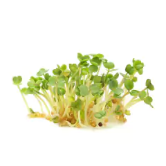 Imagem do Sementes Brotos Microverdes de Rúcula Surya (500g) ISLA