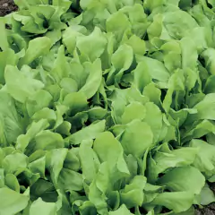 Sementes de Almeirão Folha Larga Radiche (100g) TOPSEED - Cultiv.me