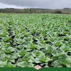 Sementes de Cravina Gaiety (Sortida) TOPSEED