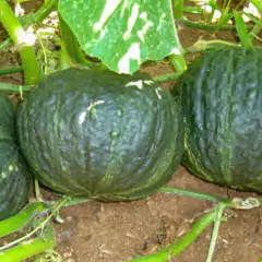 Imagem do Sementes de Abóbora Híbrida Tetsukabuto (50g) TOPSEED