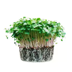 Sementes Brotos Microverdes de Mostarda Nayana Super ISLA - comprar online