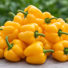 Semente de Pimenta Jamaican Yellow Blueline TOPSEED - loja online