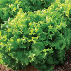 Sementes de Alface Crespa Repolhuda TOPSEED na internet