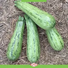 Imagem do Sementes de Abobrinha Hibrida Brescia (50 Sementes) ISLA