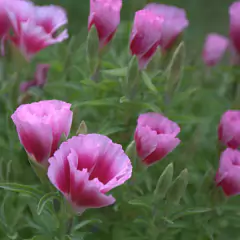 Sementes de Godétia Azaleia (Sortida) TOPSEED - loja online