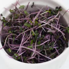 Sementes Brotos Microverdes de Repolho Krishna Super ISLA - comprar online