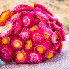 Imagem do Sementes de Helichrysum Sempre-Viva (Sortida) Super ISLA