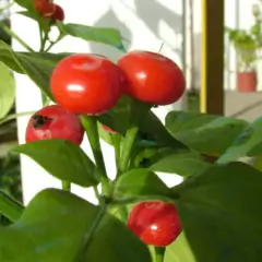 Sementes de Pimenta Bode (Vermelha) TOPSEED