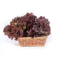 Sementes de Alface Carmim Crespa Peletizada (1000un) ISLA na internet