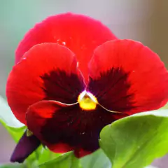 Sementes Amor-Perfeito Gigante Suíço (Vermelho) FELTRIN na internet