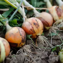 Imagem do Sementes de Cebola IPA 11 TOPSEED