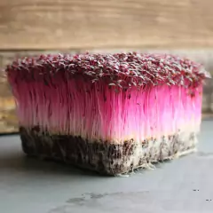 Sementes Brotos Microverdes de Amaranto Asteca ISLA - loja online