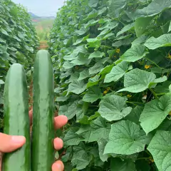 Sementes de Pepino Japonês Hibrido (Nagato) Super ISLA - Cultiv.me