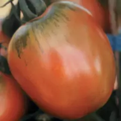 Sementes de Tomate Santa Cruz Kada (Gigante) TOPSEED - comprar online