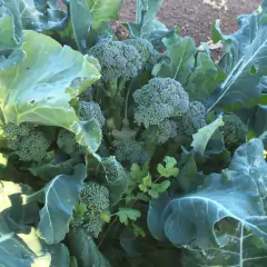 Imagem do Sementes de Brócolis Ramoso Piracicaba (100g) TOPSEED