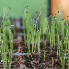 Sementes Brotos Microverdes de Cebola Durga Super ISLA - Cultiv.me