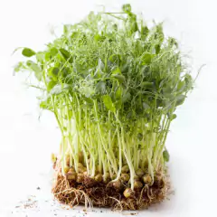 Imagem do Sementes Brotos Microverdes de Ervilha Torta Super ISLA