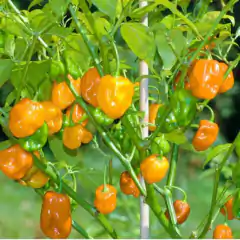 Kit sementes pimenta habanero vermelha e amarela ISLA - Cultiv.me