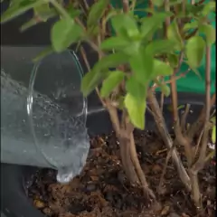 Gel para Plantio Retentor de Água (100g) FORTH