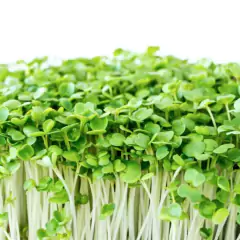 Sementes Brotos Microverdes de Couve Mahara (100g) ISLA - loja online
