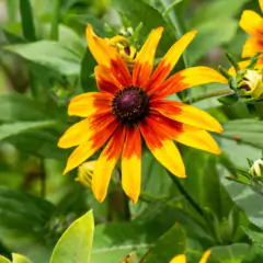 Sementes de Margarida Gloriosa (Sortida) TOPSEED