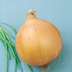 Semente de Cebola Baia Periforme Blueline TOPSEED - loja online