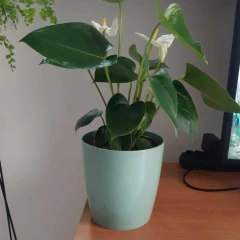 Vaso Orquídea (12x15cm) Verde Vintage VASART