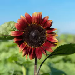 Imagem do Sementes de Girassol Sol Vermelho ISLA
