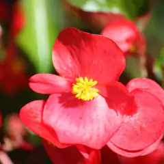 Imagem do Sementes de Begônia Semperflorens SUPER ISLA